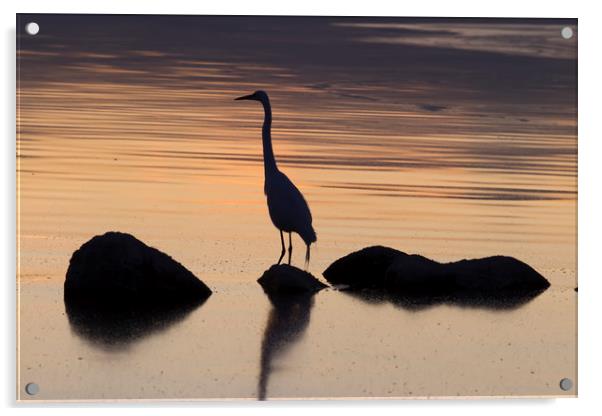 Salton Sea Egret Acrylic by Luc Novovitch