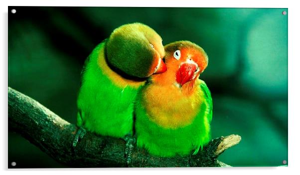 Cute parrots Acrylic by Daniel Kesh