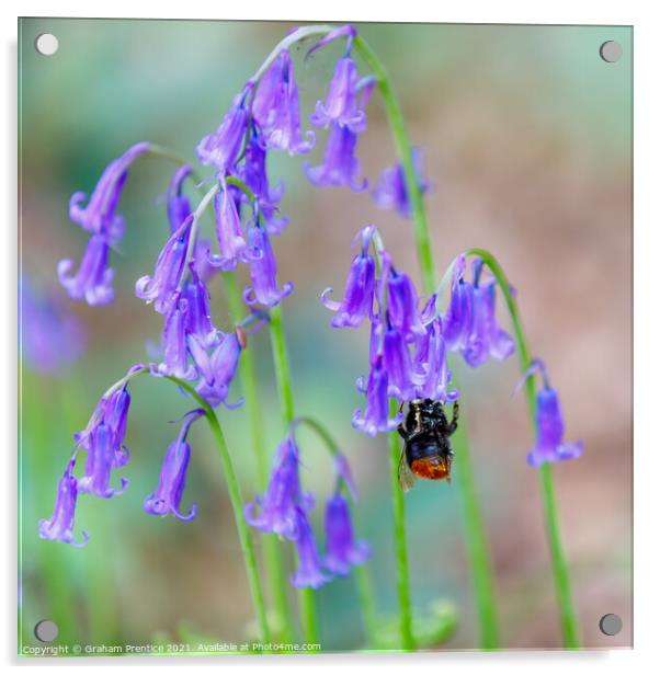 Bumble bee visiting bluebells Acrylic by Graham Prentice