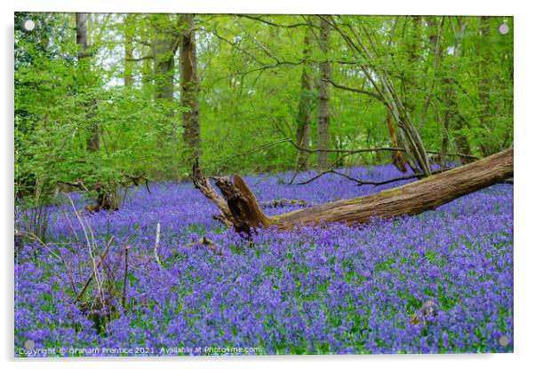 Bluebell Woods Acrylic by Graham Prentice