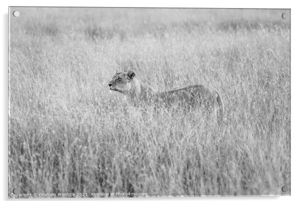 Alert Lioness Hunting Acrylic by Graham Prentice