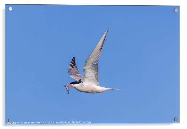 Roseate Tern with Fish Acrylic by Graham Prentice