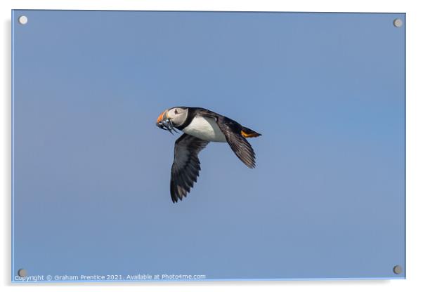 Puffin with Sand Eels Acrylic by Graham Prentice