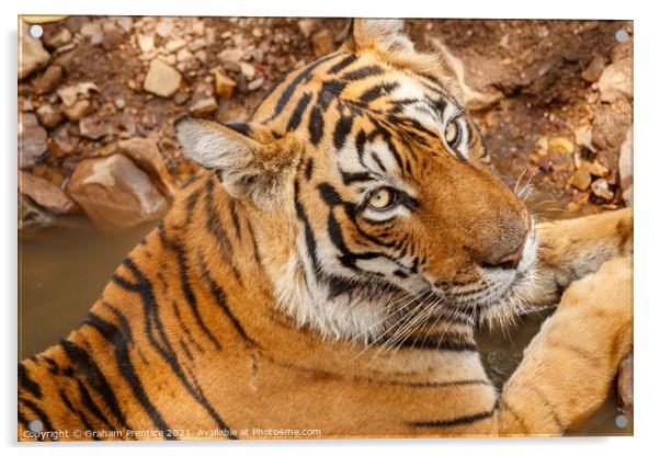 Bengal Tiger - India Acrylic by Graham Prentice