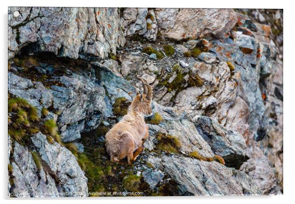 Alpine Ibex Acrylic by Graham Prentice