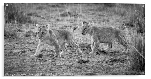 Lion Cubs (monochrome) Acrylic by Graham Prentice