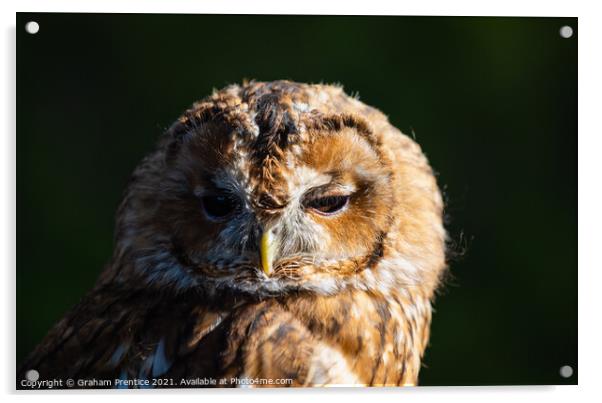 Tawny Owl (Strix aluco) Acrylic by Graham Prentice