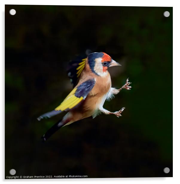 European goldfinch (Carduelis carduelis)  Acrylic by Graham Prentice