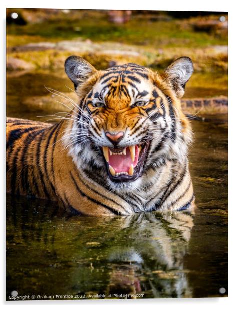 Bengal Tigress Acrylic by Graham Prentice