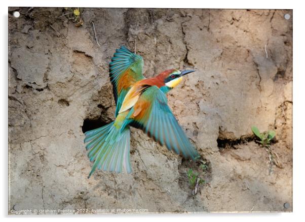 European bee-eater (Merops apiaster) Acrylic by Graham Prentice