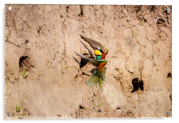 European bee-eater (Merops apiaster) Acrylic by Graham Prentice