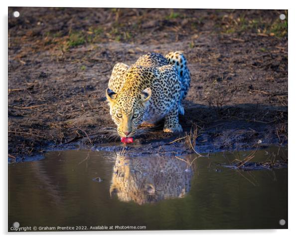 Leopard (Panthera pardus) drinking Acrylic by Graham Prentice