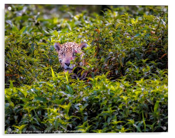 Wounded Jaguar, Pantanal, Brazil Acrylic by Graham Prentice