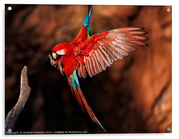Red-and-green Macaw in the Pantanal, Brazil Acrylic by Graham Prentice