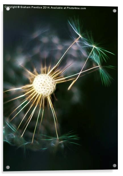 Dandelion Seeds Dispersing Acrylic by Graham Prentice