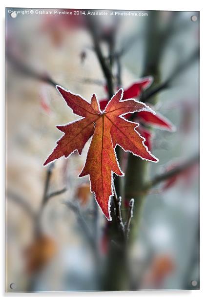 Frosty Maple Leaf Acrylic by Graham Prentice