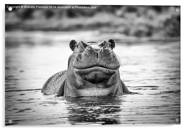 Hippo Acrylic by Graham Prentice