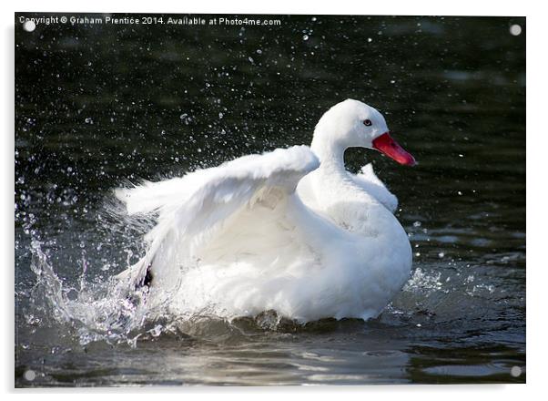 White Duck Splashing Acrylic by Graham Prentice