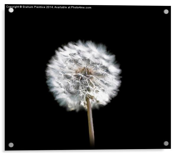 Dandelion Clock Acrylic by Graham Prentice