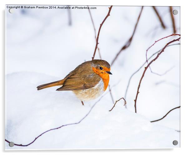 Robin In Snow Acrylic by Graham Prentice