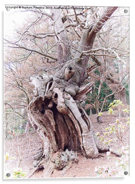 Gnarled Oak Acrylic by Graham Prentice