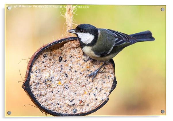 Great Tit Acrylic by Graham Prentice