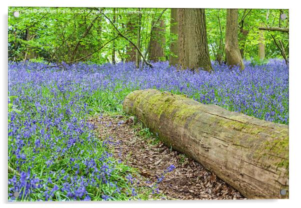 Bluebells and Log Acrylic by Graham Prentice