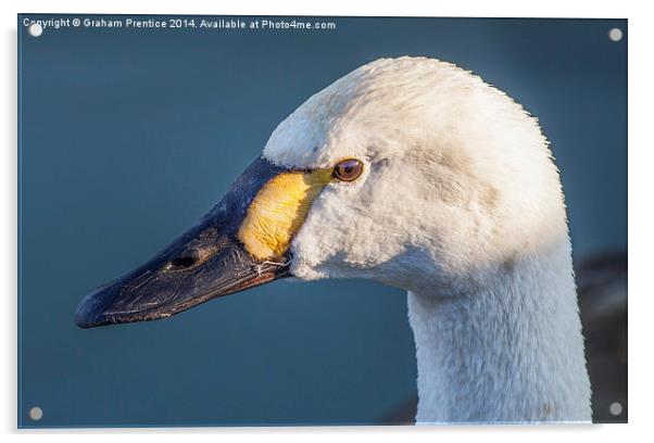 Head of Bewicks Swan Acrylic by Graham Prentice