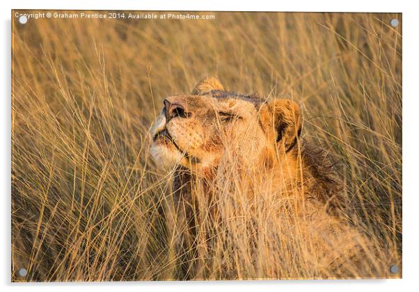 Lioness Enjoying The Morning Sun Acrylic by Graham Prentice