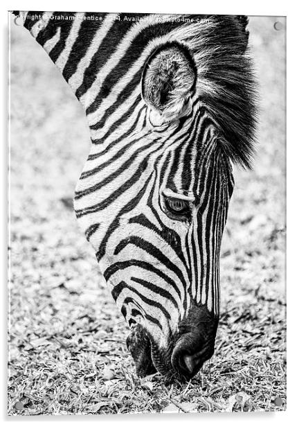 Plains Zebra Grazing Acrylic by Graham Prentice