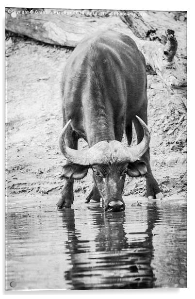 Cape Buffalo Drinking Acrylic by Graham Prentice