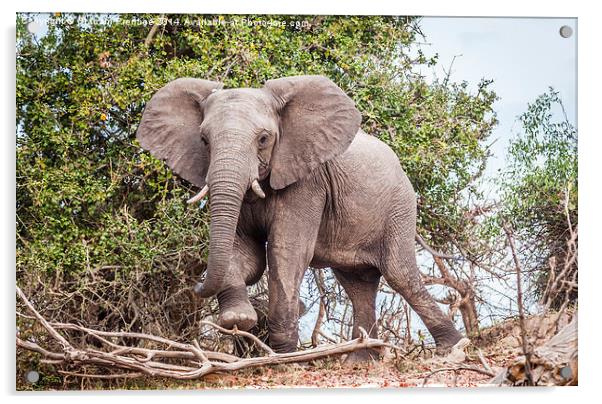 Dominant African Elephant Acrylic by Graham Prentice