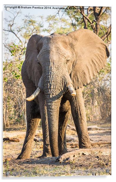 Bull African Elephant Acrylic by Graham Prentice