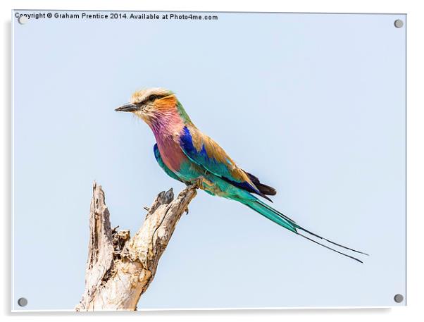 Lilac-Breasted Roller Acrylic by Graham Prentice