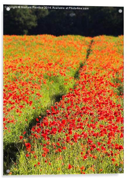 Poppy Field Acrylic by Graham Prentice