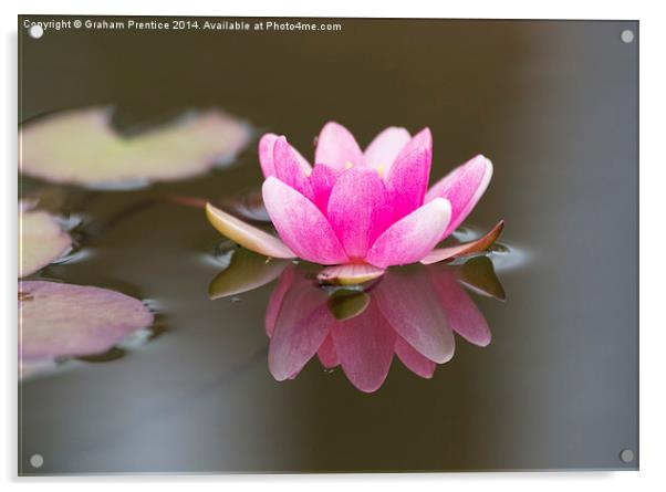 Pink Water Lily Acrylic by Graham Prentice