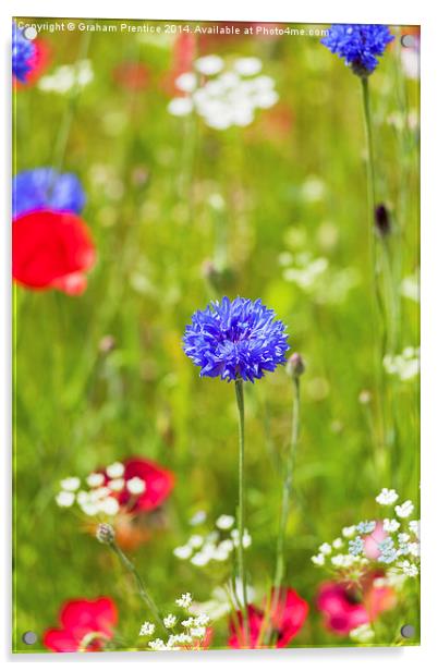 Summer Flowers Acrylic by Graham Prentice
