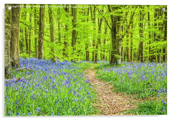 Bluebell Woods In Spring Acrylic by Graham Prentice