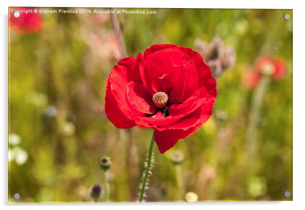 Crimson Red Poppy Acrylic by Graham Prentice