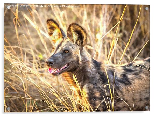 Alert African Wild Dog Acrylic by Graham Prentice