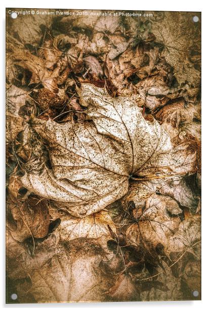 Fallen Sycamore Leaf Acrylic by Graham Prentice