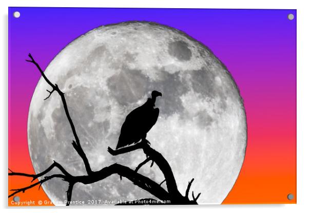 Vulture Silhouetted Against Supermoon Acrylic by Graham Prentice