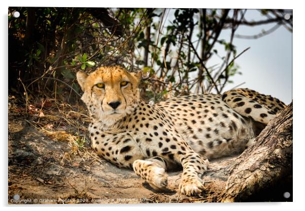 Cheetah making eye contact Acrylic by Graham Prentice