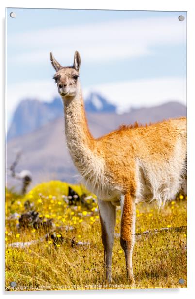Guanaco in the Torres del Paine National Park Acrylic by Graham Prentice