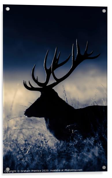 Red Deer Stag at Dawn Acrylic by Graham Prentice