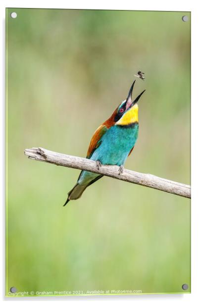 European bee-eater eating a bee Acrylic by Graham Prentice