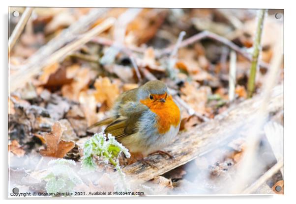 Chilly Robin Acrylic by Graham Prentice