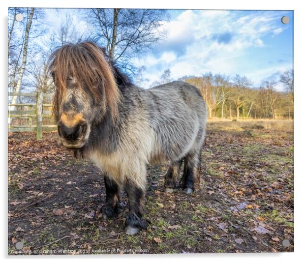Shetland Pony Acrylic by Graham Prentice