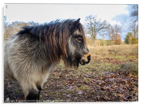 Shetland Pony Acrylic by Graham Prentice
