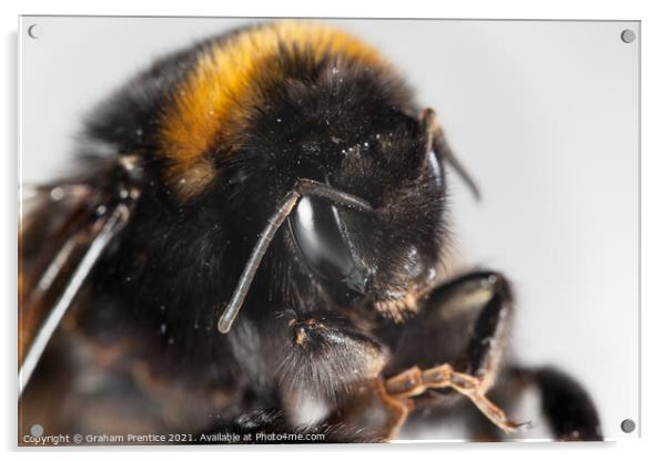 Bumble Bee Acrylic by Graham Prentice